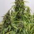 AutoMazar - autoflowering semena cannabis 7ks Dutch Passion