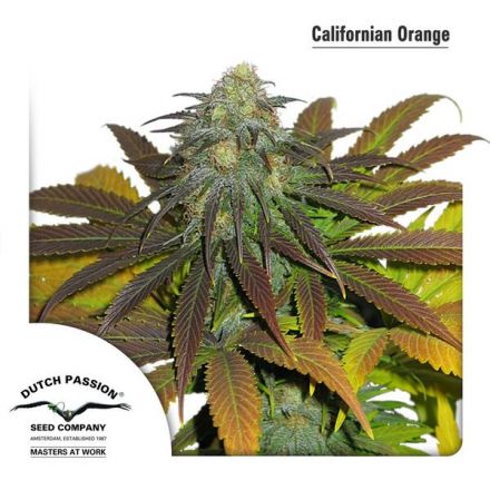 California Orange 10 ks (feminizované semená) Dutch Passion
