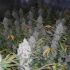 Amnesia Haze - feminizovaná semena cannabis 10ks Royal Queen Seeds