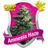 Amnesia Haze - feminized semena cannabis 10ks Royal Queen Seeds