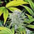 Jacky White - feminizovaná semena cannabis 3 ks Paradise Seeds 