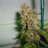 Pineapple Chunk – feminizovaná semena cannabis 5 ks Barney Farms
