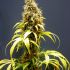L.S.D. – feminizovaná semena marihuany 10 ks Barney´s Farm
