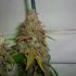 Pineapple Chunk – feminizovaná semena marihuany 10 ks Barney Farms
