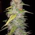 Critical Kush – feminizovaná semena cannabis 10 ks Barney´s Farm