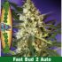 Fast Bud 2 Auto – 3 ks autoflowering semínek Sweet Seeds