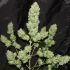 Green Poison Auto – 5 ks autoflowering semen Sweet Seeds