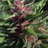 Pink Plant – 6ks feminizovaná semínka Eva Seeds