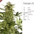PolarLight 3®- autoflowering semienka 3ks Dutch Passion