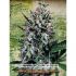 Auto Bluebery Domina - fem. a autoflowering semienka 5ks Ministry Of Cannabis