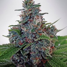 Auto Blueberry Domina - feminizované a samokvitnúce semienka 5ks Ministry Of Cannabis