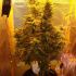 Amnesia Haze Automatic - samonakvétací semínka cannabis 10ks Royal Queen Seeds