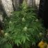 Haze Berry - feminizovaná semínka cannabis 3ks Royal Queen Seeds