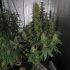 Haze Berry - feminizovaná semínka cannabis 5ks Royal Queen Seeds