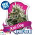 Kali Dog - feminizované semienka 3ks Royal Queen Seeds