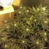 Northern Light Automatic - autoflowering semínka cannabis 3ks od Royal Queen Seeds
