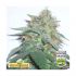 Bubble Kush - feminizovaná semena cannabis 3ks Royal Queen Seeds