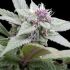 Royal Bluematic - fem. a autoflowering semienka 5ks Royal Queen seeds