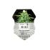 Royal Haze Automatic - fem. a autoflowering semienka 3ks Royal Queen Seeds