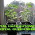 Royal Haze Automatic - fem. a autoflowering semienka 3ks Royal Queen Seeds