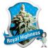 Royal Highness - feminizovaná semínka 5ks Royal Queen Seeds