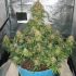 White Widow Automatic - samonakvétací semena cannabis 3ks Royal Queen Seeds