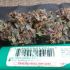 Bloody Skunk Auto - samonakvétací semena cannabis 3ks Sweet Seeds