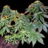 Maple Leaf - semínka 10 ks standardizovaná Sensi Seeds 