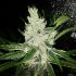 Black Jack Fast Version - feminizovaná semena marihuany 3 ks Sweet Seeds