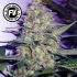 Green Poison Fast Version - feminizovaná semínka marihuany 3ks Sweet Seeds