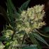 Green Poison Fast Version - feminizovaná semínka cannabis 3ks Sweet Seeds