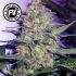 Green Poison Fast Version - feminizovaná semínka cannabis 5ks Sweet Seeds