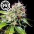 Jack 47 Fast Version - feminizovaná semínka marihuany 3 ks Sweet Seeds