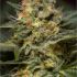 Jack 47 Fast Version - feminizovaná semínka marihuany 5 ks Sweet Seeds