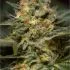 Jack 47 Fast Version - feminizovaná semínka marihuany 5 ks Sweet Seeds
