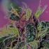 Ayahuasca Purple - feminizovaná semínka marihuany 3 ks Barney´s Farm
