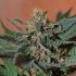 Ayahuasca Purple - feminizovaná semínka cannabis 3 ks Barney´s Farm
