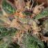 Ayahuasca Purple - feminizovaná semena cannabis 3 ks Barney´s Farm