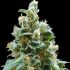 Vanilla Kush – feminizovaná semínka cannabis 5 ks Barney Farms
