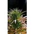 Stress Killer Automatic - samonakvétací semínka cannabis 5 ks Royal Queen Seeds