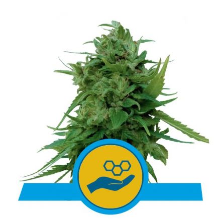 Solomatic CBD - samonakvétací semena marihuany 10 ks Royal Queen Seeds