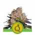 Purple Queen Automatic - samonakvétací semena marihuany 5ks Royal Queen Seeds