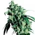 Super Skunk - feminizovaná semínka marihuany 3 ks Sensi Seeds