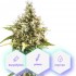 Auto Amnesia - samonakvétací semena cannabis Cannapio