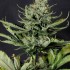 Colombian Jack - feminizovaná semínka marihuany 3 ks Kannabia Seeds