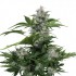 White Dwarf – samokvetoucí semena marihuany Buddha Seeds