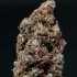 White Dwarf – samonakvétací semena cannabis Buddha Seeds