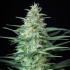 Red Dwarf - samonakvétací semena cannabis Buddha Seeds