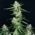 Syrup - autoflowering semena cannabis Buddha Seeds