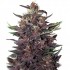 Purple Kush - autoflower semínka marihuany Buddha